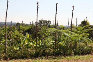 Agrofloresta sucessional