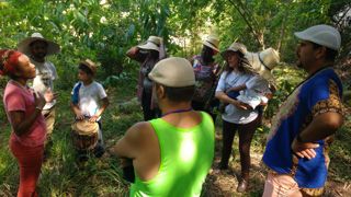 Plantio de feijão na fazenda Roseira 