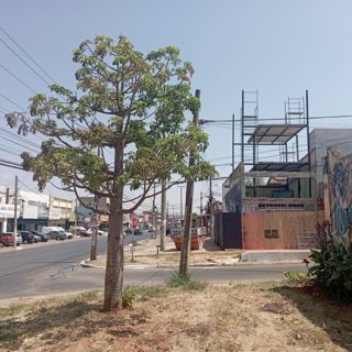 Baobá do Mercado Sul