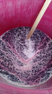 Vendemmia a Reino