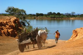 Rio São Francisco: carroceiro e carro de boi 
