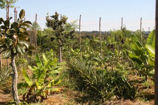 Agrofloresta sucessional