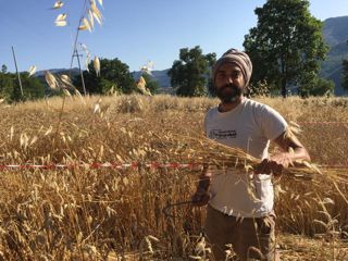  Caselle in Pittari - Palio del e Camp di Grano 2017