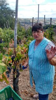 Vendemmia a Reino