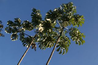 Embaúba