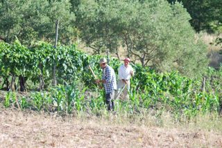  Caselle in Pittari - Palio del e Camp di Grano 2017