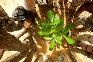 kalunga049mov