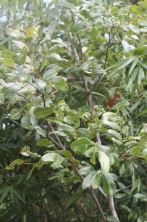 Copaíba - Copaifera sp.