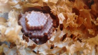 Meliponicultura 11