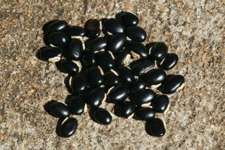 Mucuna preta